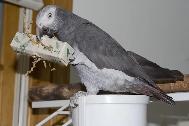 Evie, a hand-raised female Timneh African Grey at C.A.Gs, exploring a foraging toy, showing her darker charcoal plumage