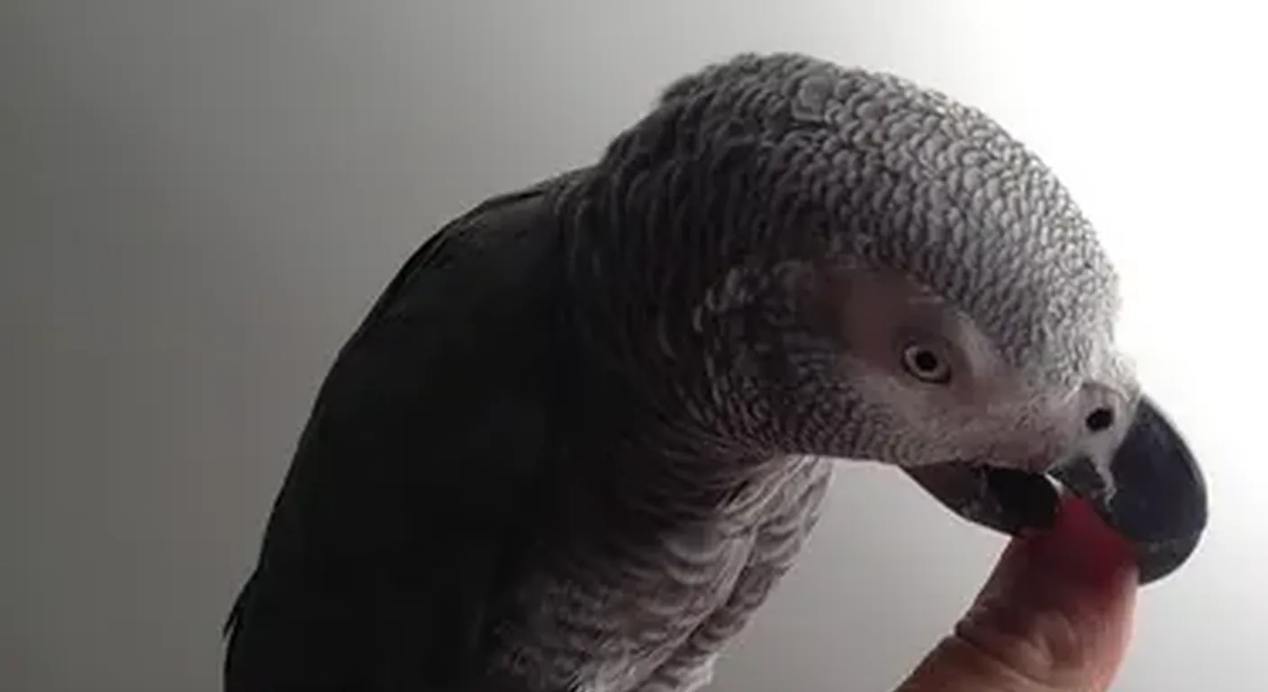 Kent, a hand-raised male Congo African Grey at C.A.Gs, gently taking a treat from a hand, showing his light silver-grey plumage and red tail