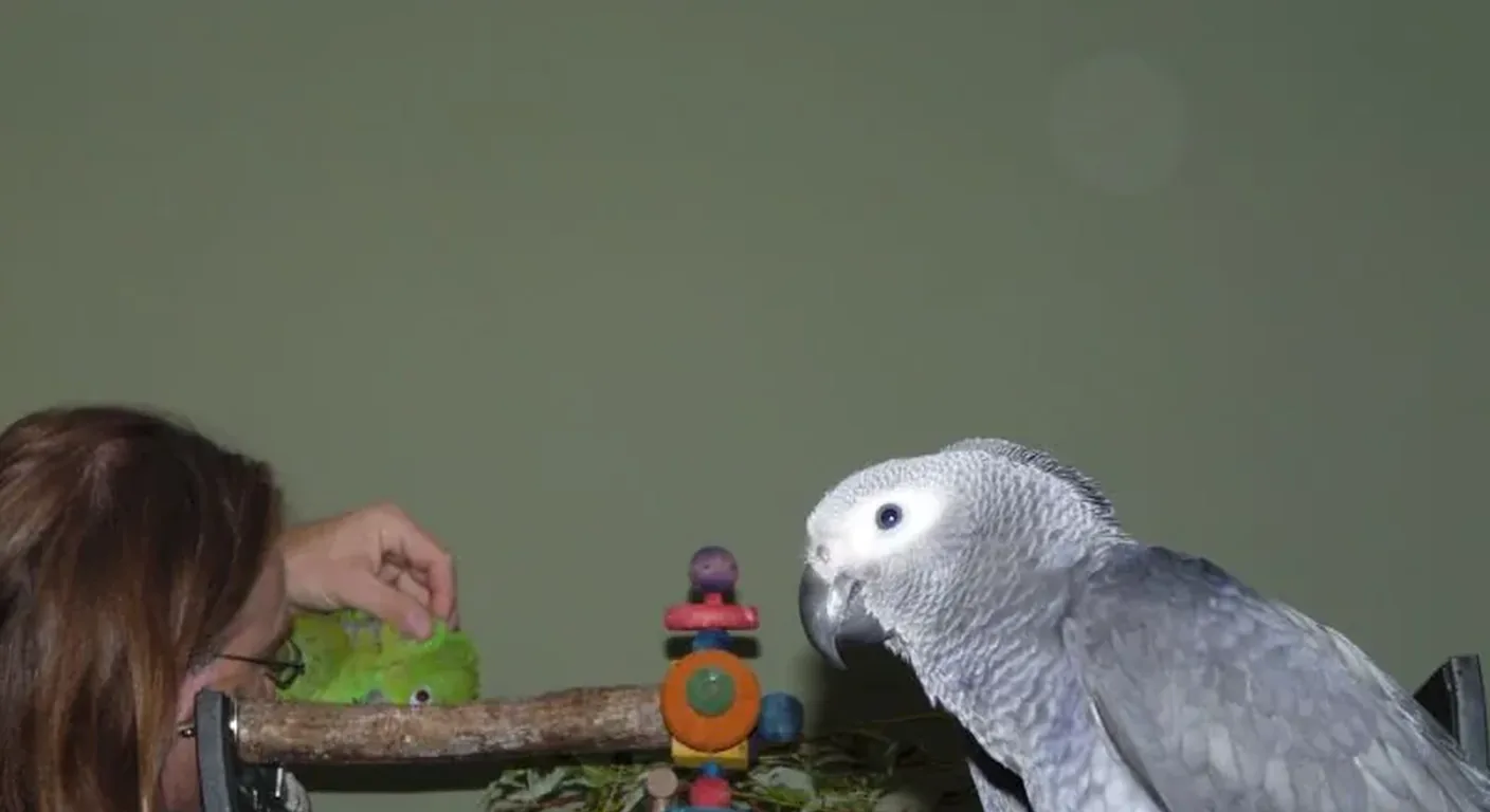 Mark hand-feeding at the C.A.Gs aviary in Midland, TX, with one of our documented Congo African Greys and our green Amazon parrot