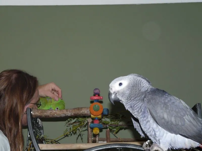 Mark at the C.A.Gs aviary in Midland, TX holding our Congo African Greys beside our green Amazon parrot, the two genera side by side