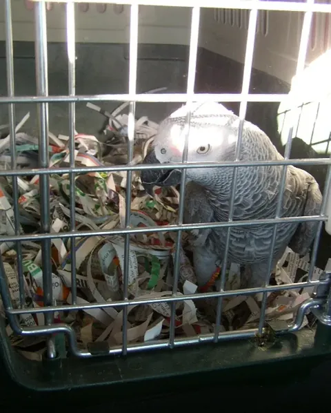 Nationwide African Grey shipping by IATA live-animal cargo at the airline cargo desk