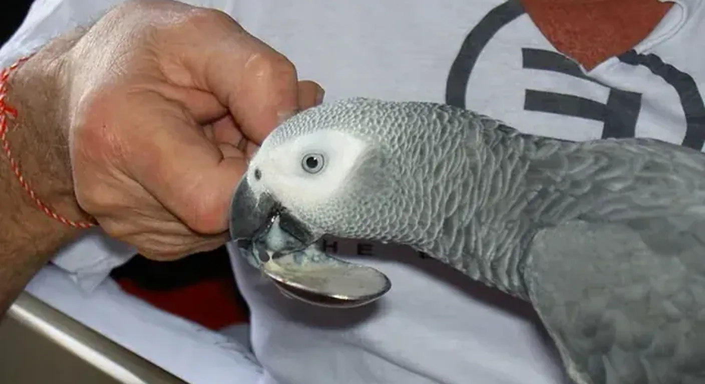 C.A.Gs breeder with a documented captive-bred African Grey in Midland, TX