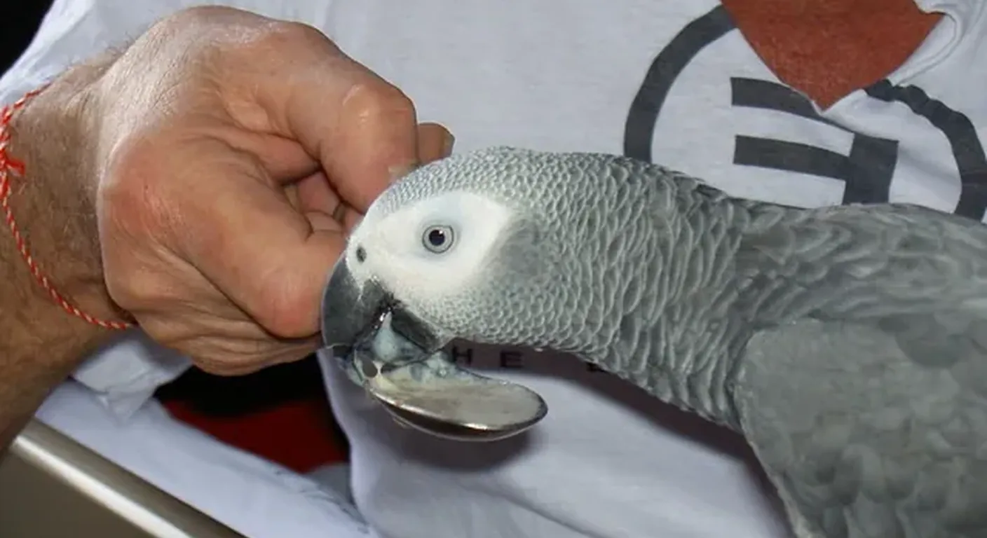 Hand-reared African Grey companion at ease with its owner, the everyday payoff on the pro side