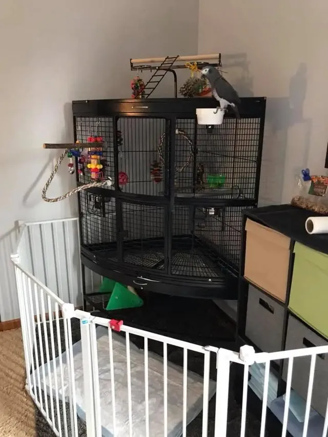 A real African Grey corner cage with a play top set against a wall in a family room, behind a safety gate