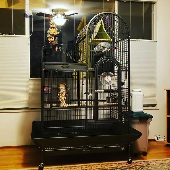 A tall black dome-top African Grey cage well stocked with toys