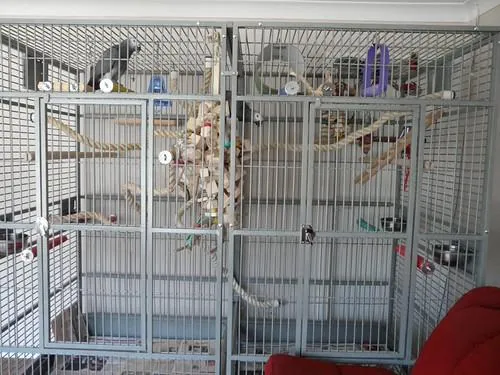 A wide double African Grey flight cage filled with rope perches and toys