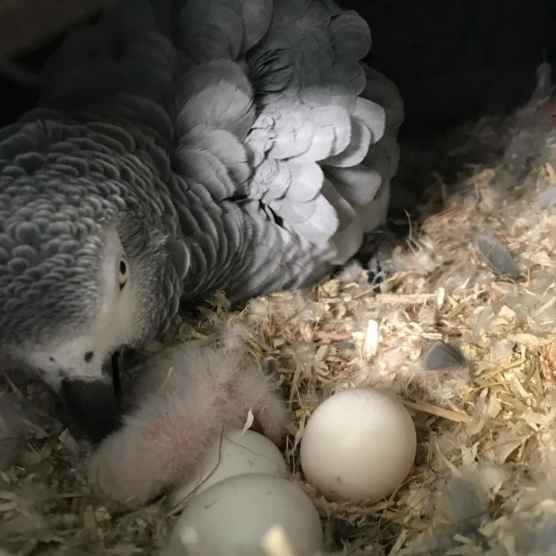 Hen brooding candled fertile African Grey hatching eggs in the C.A.Gs nest box