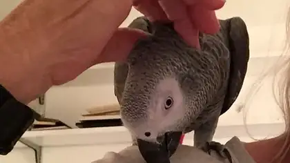 African Grey getting a head scratch from a C.A.Gs breeder