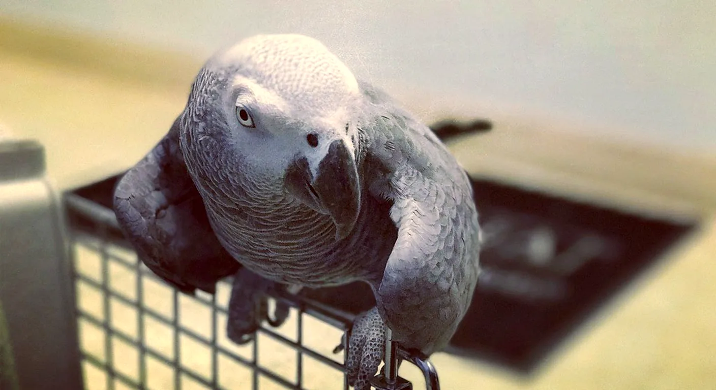 Hand-raised Grey settled on its travel carrier the morning it leaves our Midland aviary