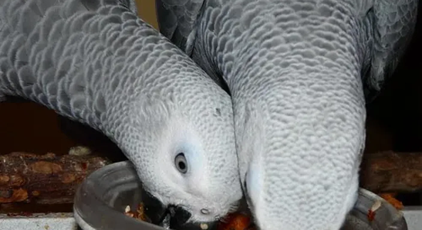 African Greys at a food bowl at the C.A.Gs aviary, illustrating the calcium-rich diet that supports a laying hen