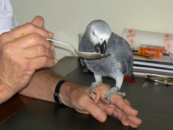 Calcium support for African Greys at C.A.Gs in Midland, Texas — cuttlebone offered free-choice alongside the dye-free pellet base, because Greys are prone to hypocalcemia.