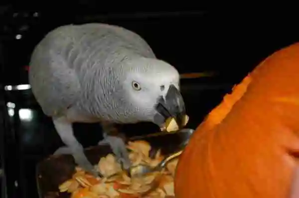 The daily African Grey feeding schedule we run at C.A.Gs in Midland, Texas — pellets available all day, fresh chop in the morning, treats held back for training.
