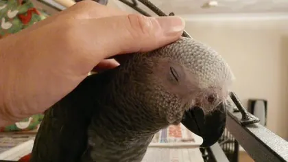 Complete African Grey parrot species guide