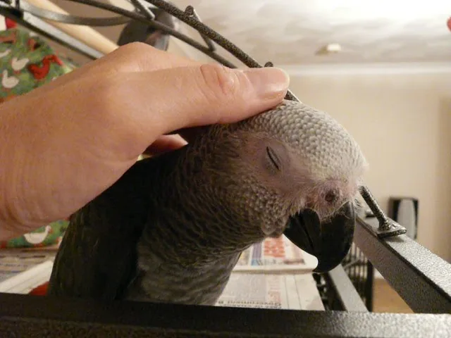 African Grey parrot enjoying a head scratch from its owner, the bond on the pro side of the ledger