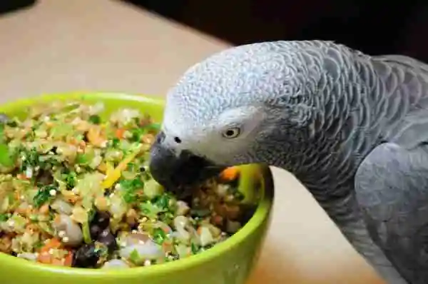 Homemade African Grey chop we prepare at C.A.Gs in Midland, Texas — dark leafy greens, orange vegetables, and grains that form the 15–20% fresh tier of the diet this guide describes.