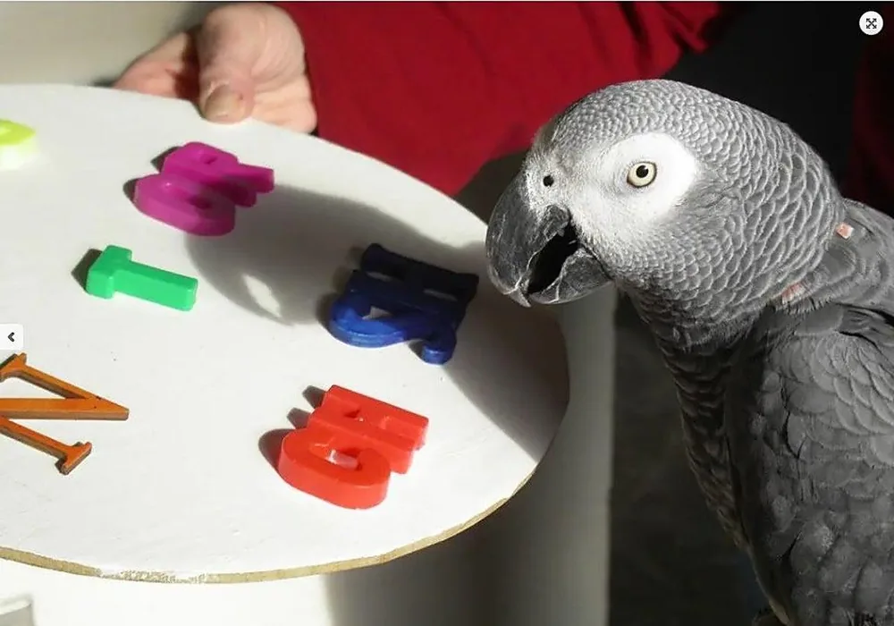A Congo African Grey parrot examining letter shapes, illustrating the cognition and contextual learning Dr. Pepperberg documented in Alex