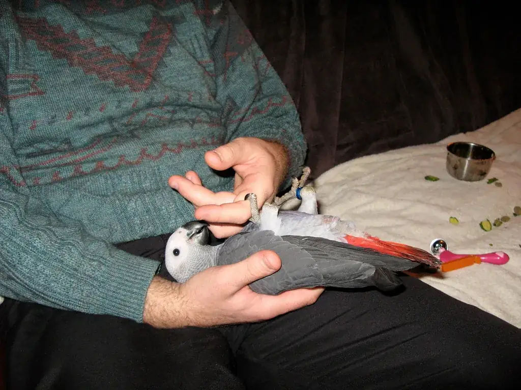 An owner practising positive-reinforcement training with an African Grey — the daily habit a good-fit beginner keeps