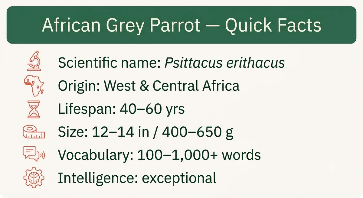 African Grey parrot quick-facts card showing scientific name, origin, lifespan, size, vocabulary and intelligence