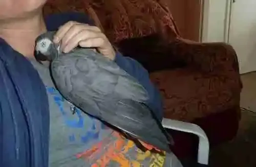 An African Grey in a safe, bird-proofed home environment set up before arrival