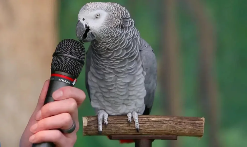 An African Grey parrot vocalising toward a microphone, reproducing household words and sounds with uncanny accuracy