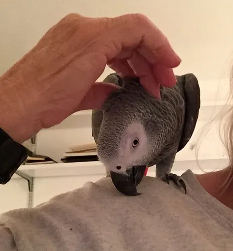 A hand-raised African Grey at free play outside its cage during enrichment time at C.A.Gs in Midland, Texas