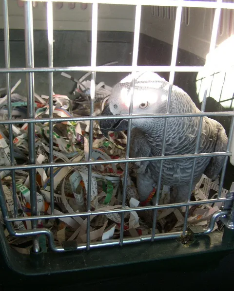 An African Grey parrot beside its climate-controlled IATA travel crate before nationwide shipping from C.A.Gs