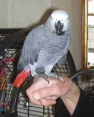 A calm, hand-raised Congo African Grey at ease with its owner — the trust that has to come before any training