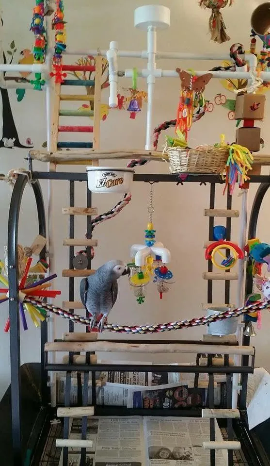 An African Grey on a large wooden play gym covered in rope and shred toys