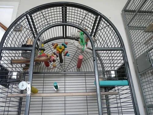 The play-top of an African Grey cage with hanging toys and perches