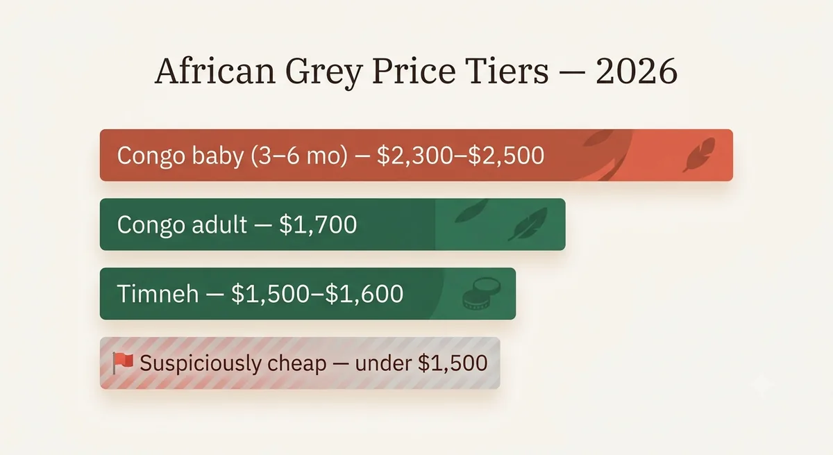 African Grey price tiers for 2026: Congo baby $2,300–$2,500, Congo adult $1,700, Timneh $1,500–$1,600, and 'suspiciously cheap' under $1,500 flagged as a red flag