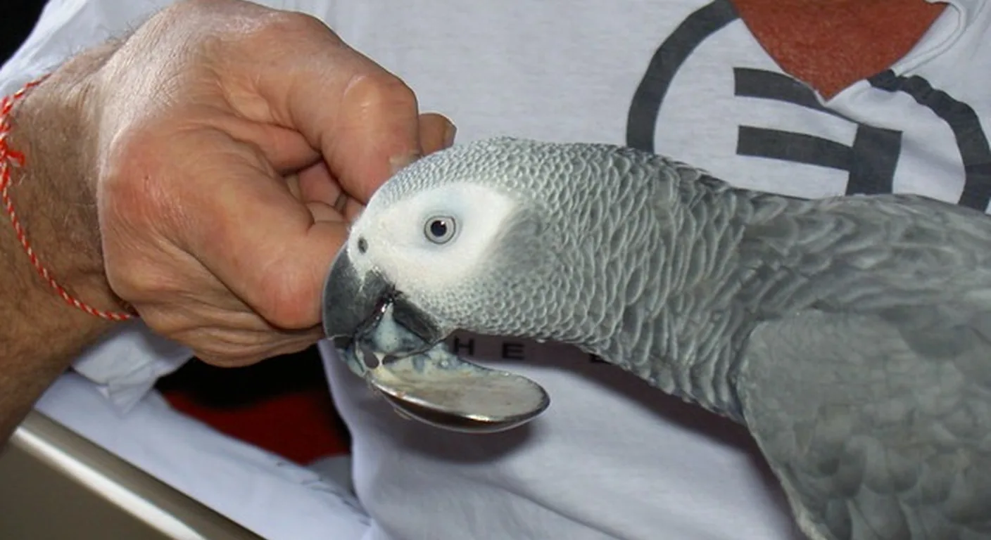 A settled adult African Grey with a keeper, illustrating the rescue and adoption route for experienced owners