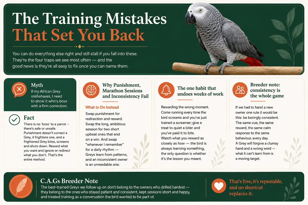 African Grey training mistakes infographic — punishment, marathon sessions, inconsistency and rewarding the wrong moment, and what to do instead