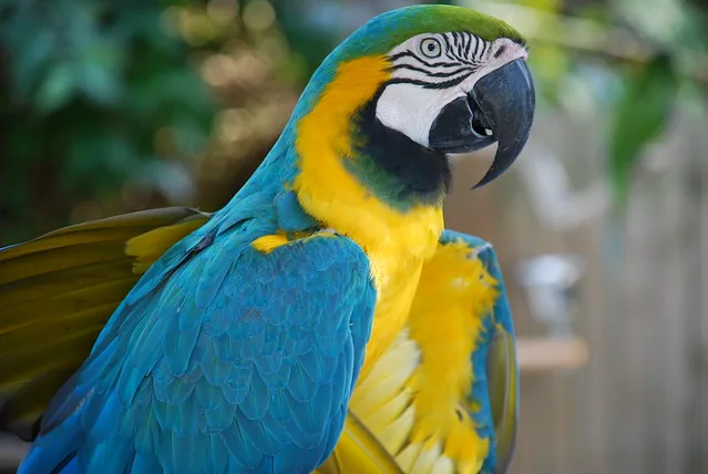 A Blue-and-Gold Macaw in close portrait, the macaw species buyers most often cross-shop against an African Grey