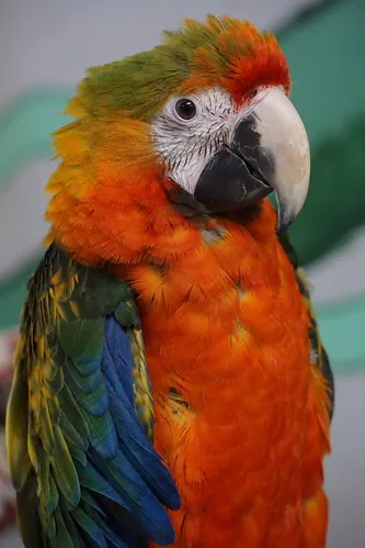 A Catalina Macaw hybrid displaying a blend of blue, gold and red plumage from its Blue-and-Gold and Scarlet parent species