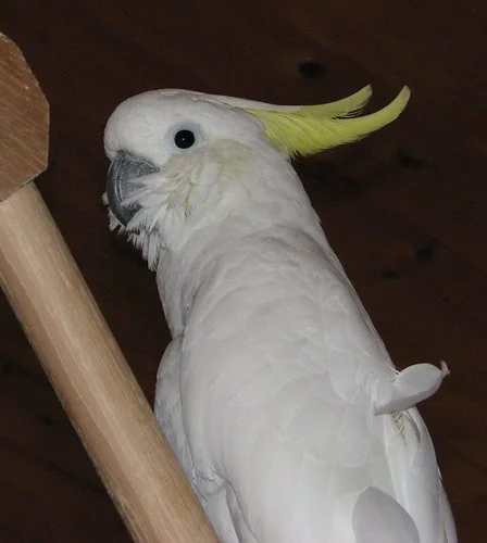 African Grey beside a white Citron-Crested Cockatoo showing its distinctive orange crest