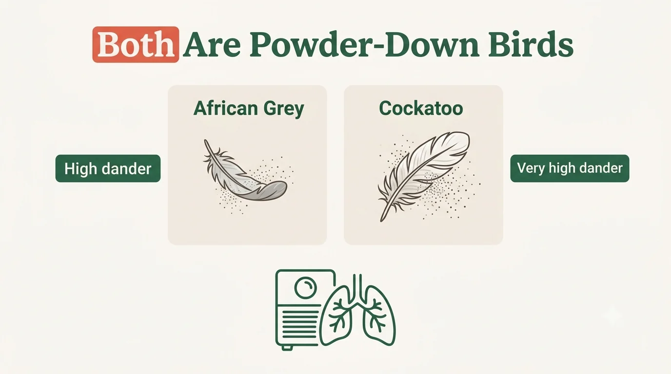 Infographic showing both the African Grey and the cockatoo as powder-down birds that produce feather dander, with the cockatoo producing more
