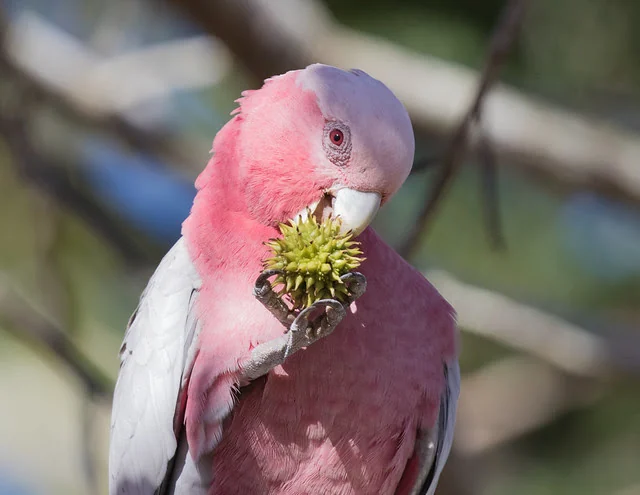 African Grey next to a pink-and-grey Galah cockatoo, comparing the grey's silver plumage with the galah's rose-pink chest