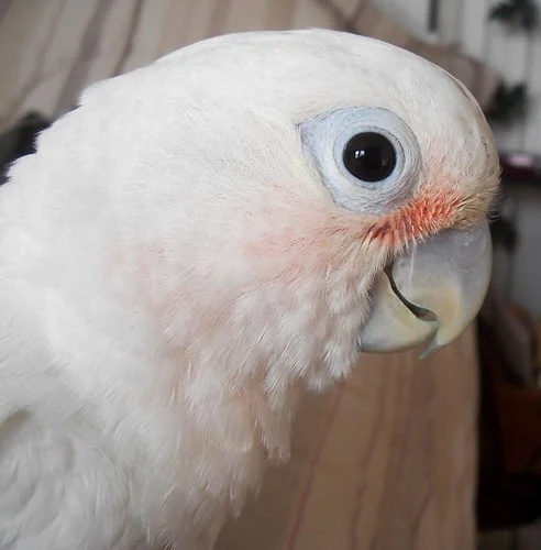 African Grey beside a small white Goffin's Cockatoo, showing the goffin's compact size and short crest next to the grey