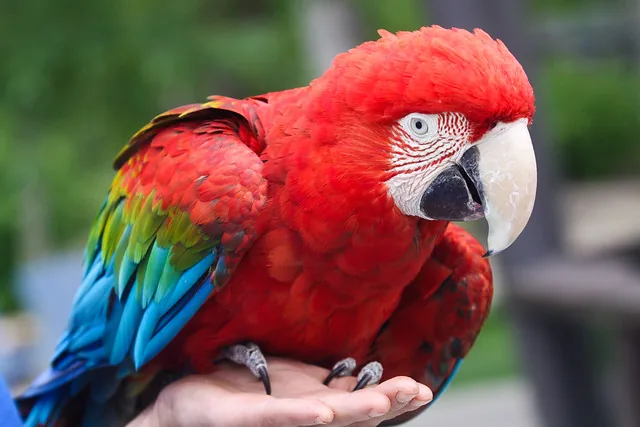 A Green-winged Macaw in profile showing its deep red body and green wing band, one of the largest macaw species by length