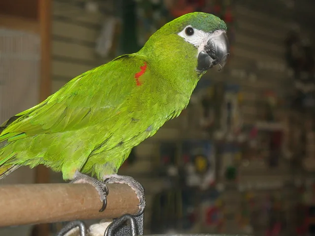 A Hahn's Macaw perched on a hand, the smallest true macaw species, green-bodied with a red shoulder patch