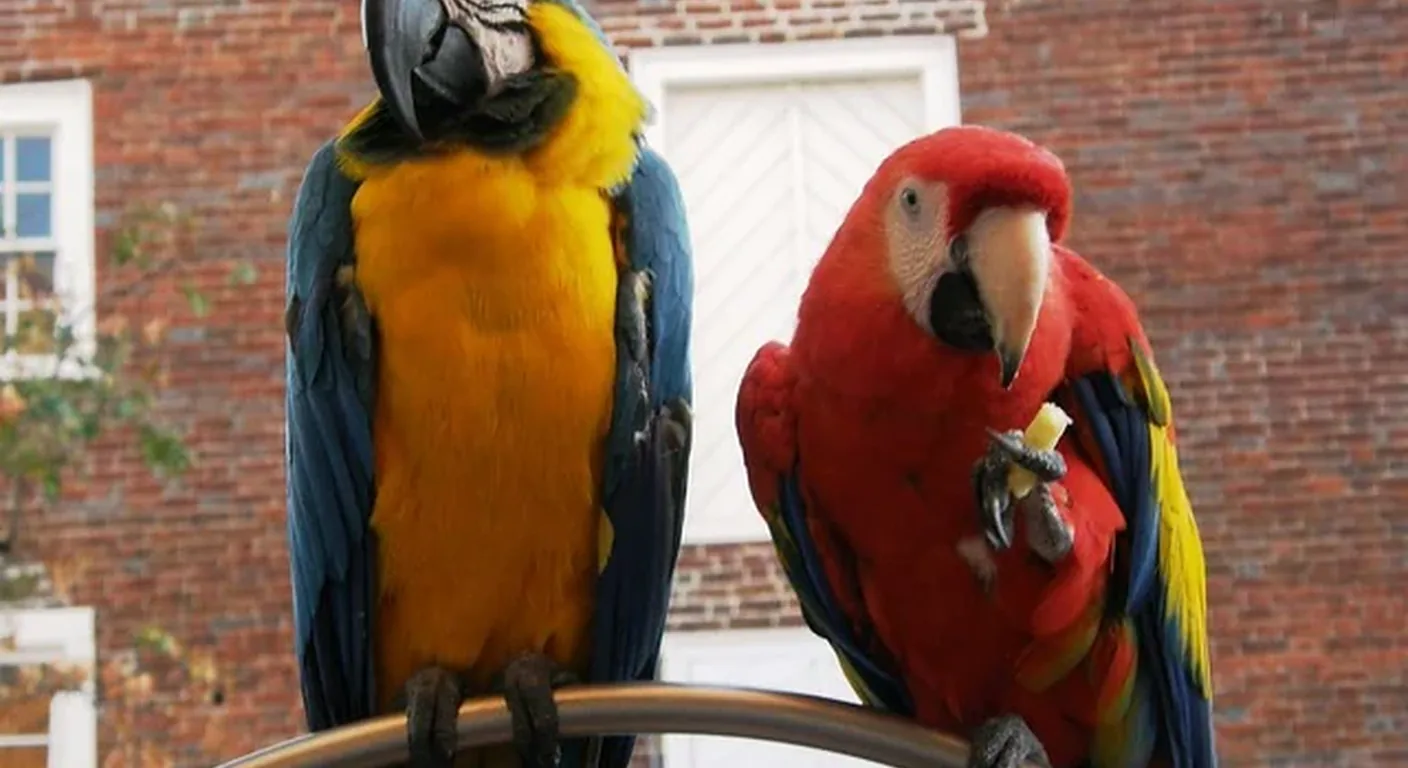 An African Grey photographed beside macaws, showing the size, color and body-mass gap between the two genera