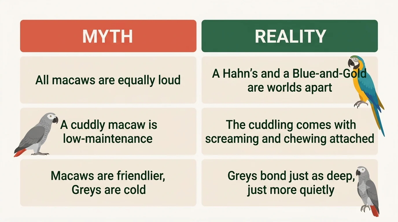 Myths versus reality cards correcting the claims that all macaws are equally loud and that a cuddly macaw is a low-maintenance macaw