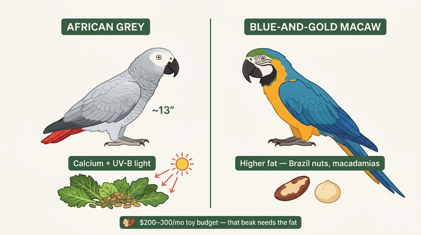 Diet comparison contrasting the African Grey's calcium and UV-B needs against the macaw's higher-fat Brazil nut and macadamia requirement