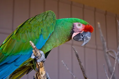 A Military Macaw showing its olive-green body and red forehead patch, a mid-sized macaw named for its uniform-like coloring