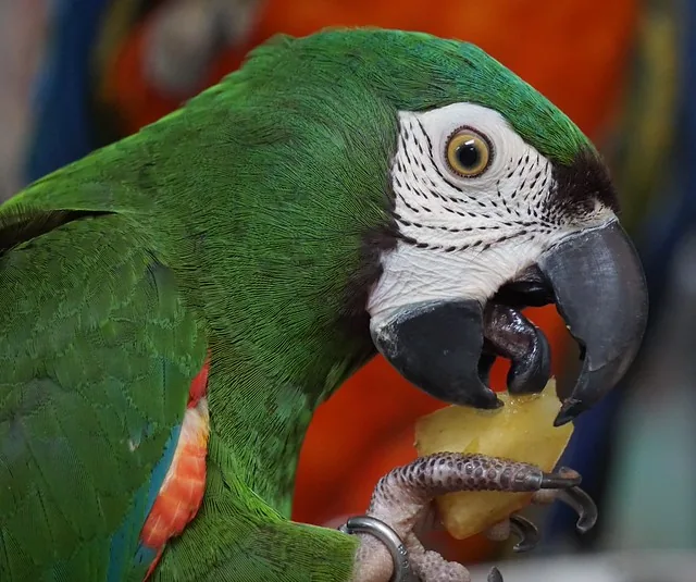 A small mini macaw species perched indoors, representative of the miniature macaw group that includes Hahn's and the Yellow-collared
