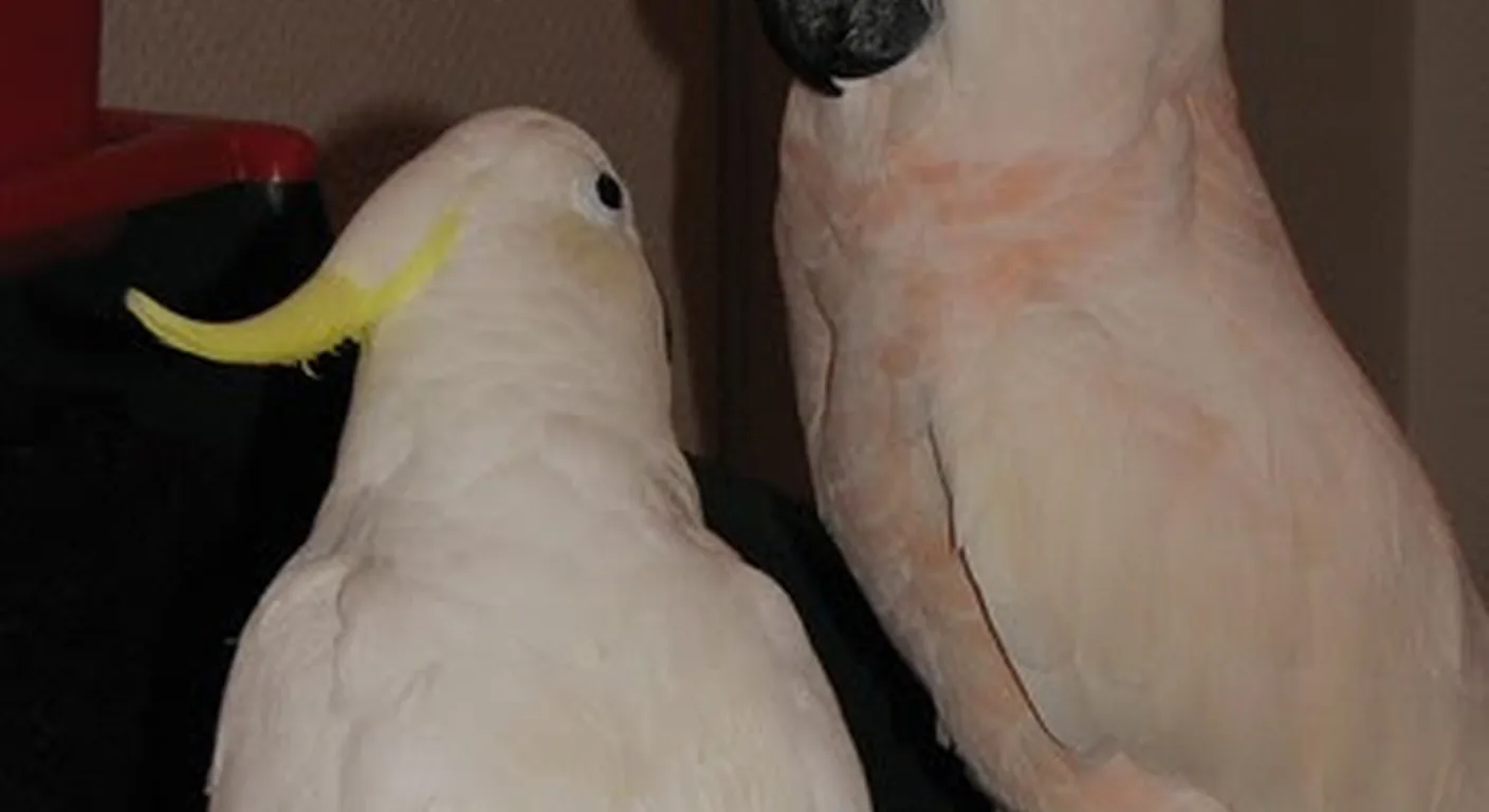 A salmon-crested Moluccan cockatoo beside a yellow Citron-crested cockatoo, the showy crested cousins buyers most often weigh against a talking African Grey