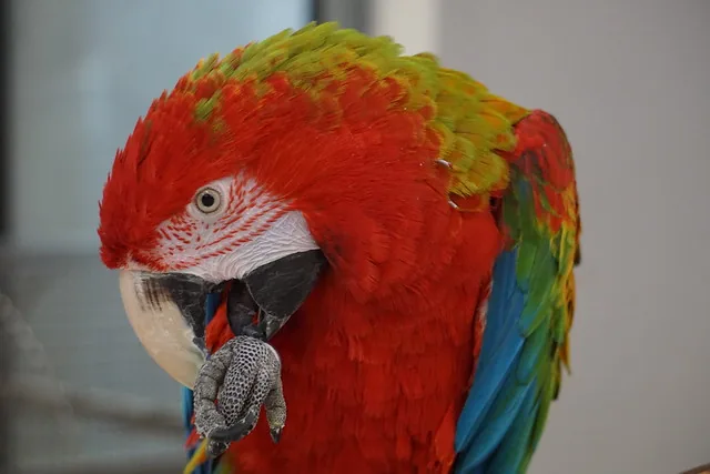 A Ruby Macaw hybrid showing deep ruby-red plumage derived from Green-winged Macaw lineage, a less common aviculture cross
