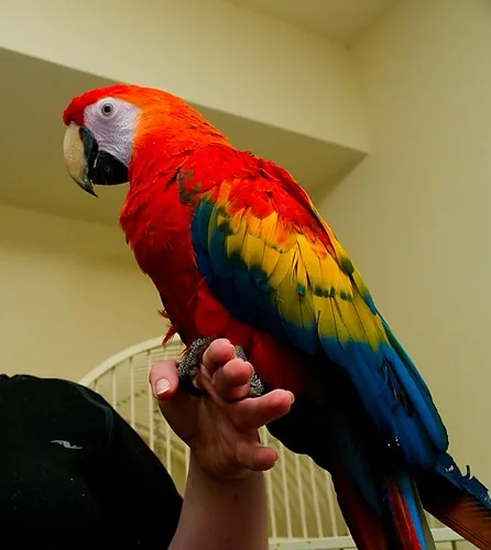 A Scarlet Macaw held on a hand indoors, its vivid red, yellow and blue plumage contrasting with the African Grey's understated silver-grey