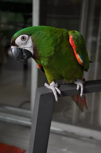 A Severe Macaw, a compact green mini-macaw with a maroon-brown forehead, closer in body size to an African Grey than most macaws