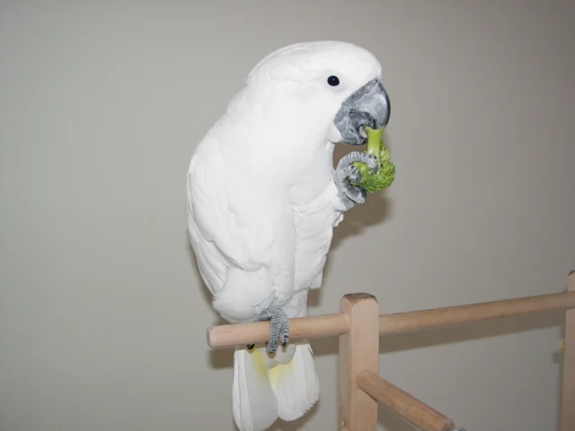 African Grey beside an Umbrella Cockatoo, comparing the grey's red-tailed body with the all-white cockatoo and its broad recurved crest